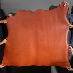 Chestnut 023